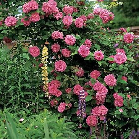 Pink Rose Flowers Growing in Sunny Garden Border