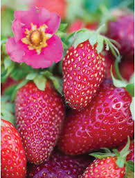 pink strawberry seeds
