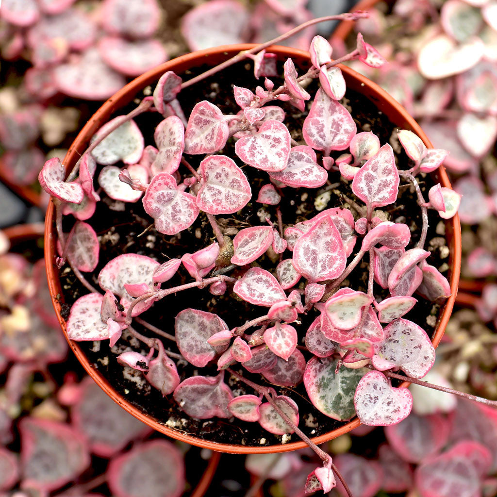 Pink String of Hearts plant with heart-shaped leaves and trailing ornamental stems