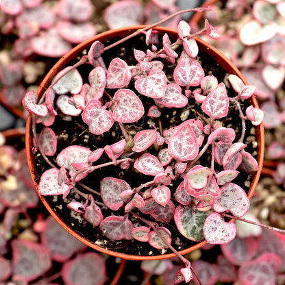 Pink String of Hearts plant with heart-shaped leaves and trailing ornamental stems