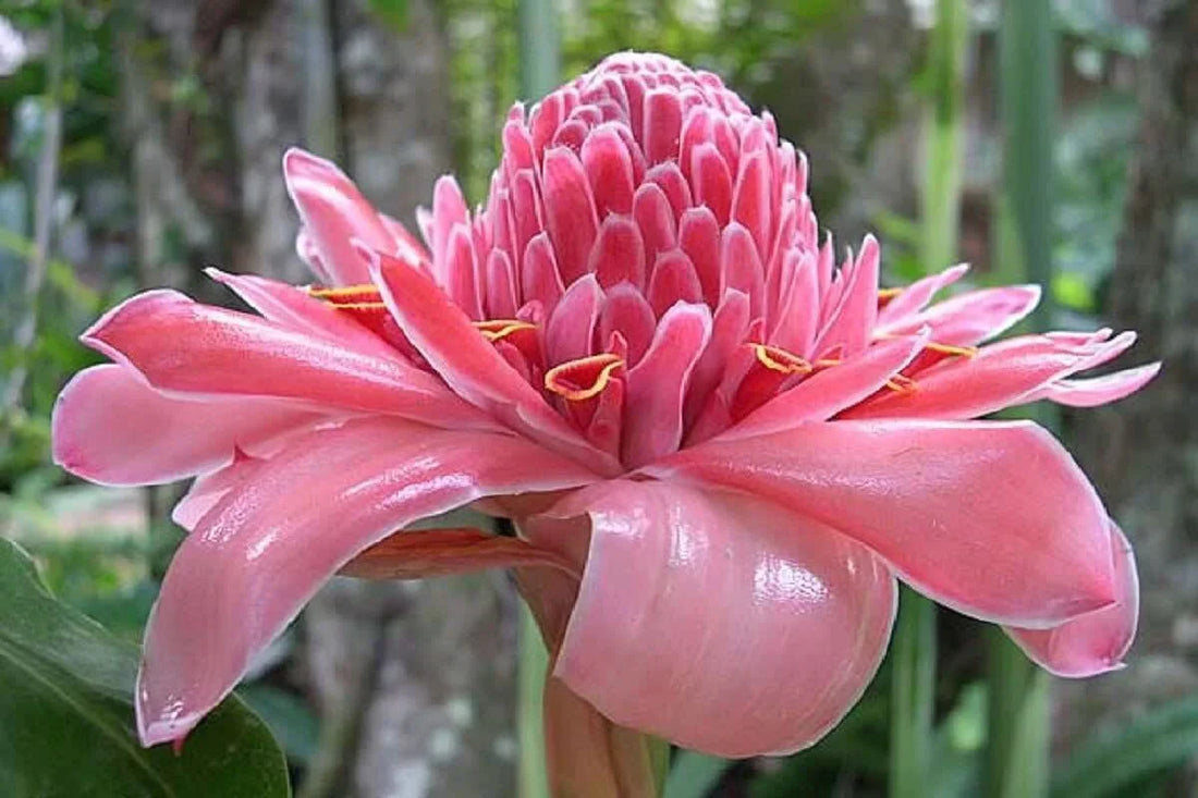 Pink Torch flower seeds