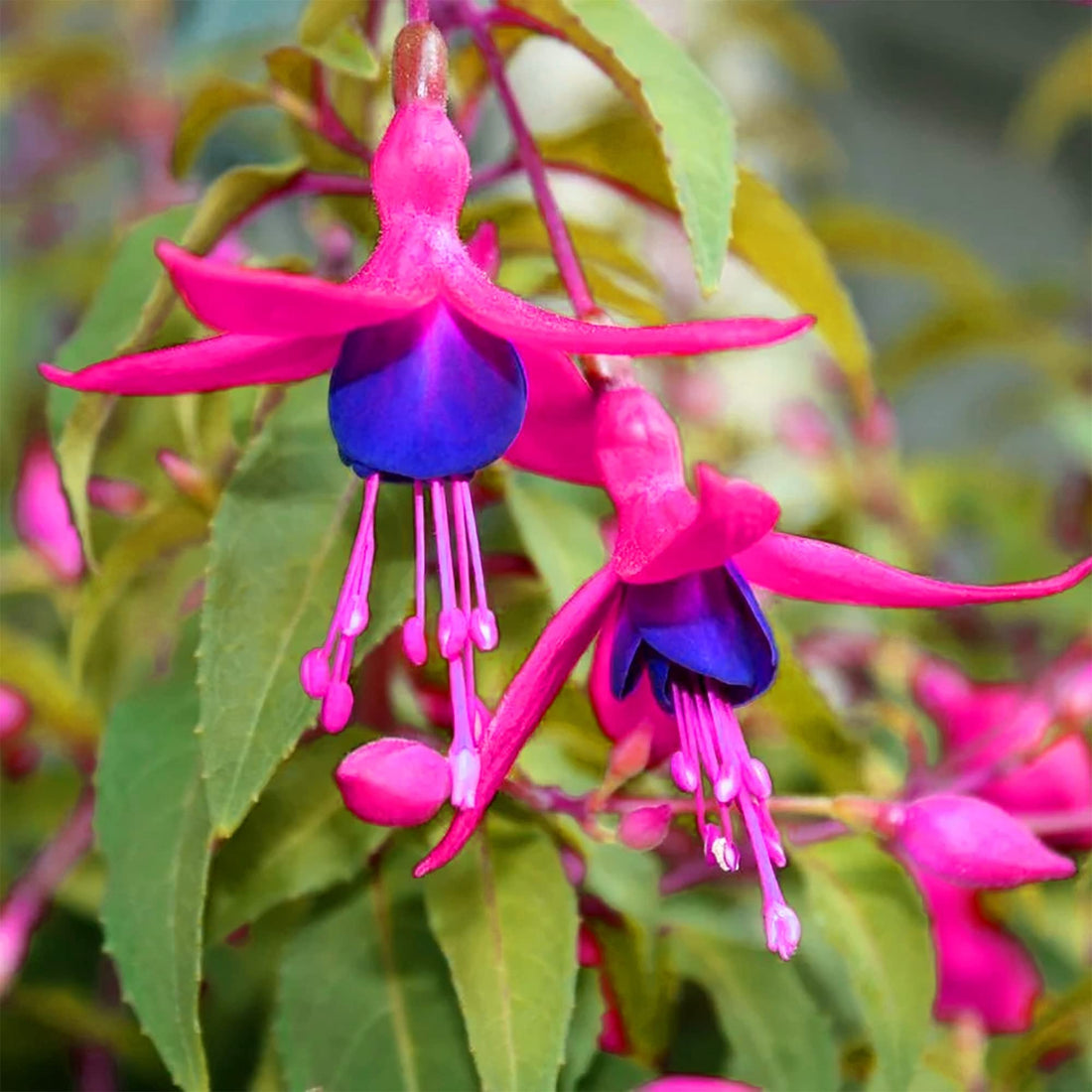 Pink Violet flower seeds