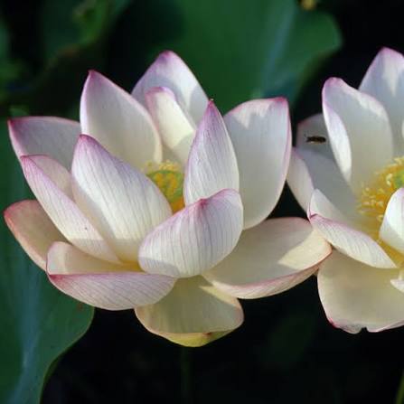 Chawan Basu lotus with ivory-white flowers edged in pink growing in a sunny aquatic garden