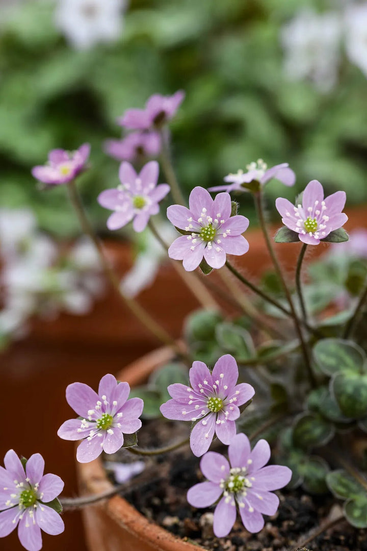Pink White Hepatica flowers blooming in a shaded woodland garden