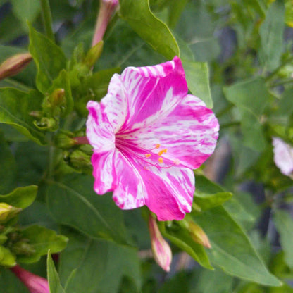 Pink White flower seeds