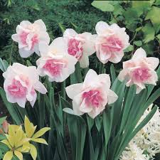 Pink White Narcissus Flowers for Cut Flower Arrangements