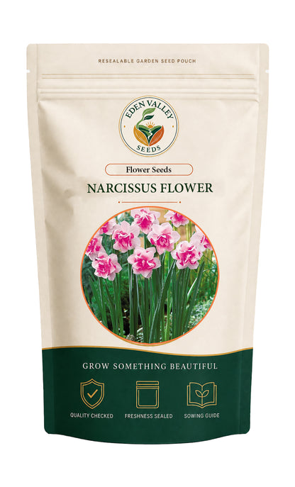 Pink White Narcissus Flower for home gardens