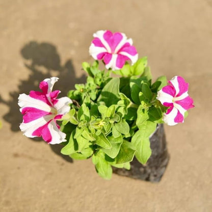 Pink White flower seeds