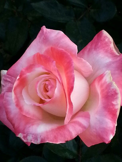 Pink White flower seeds