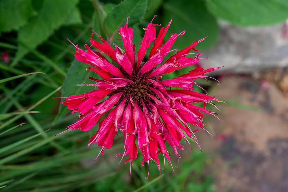 Pink Wild Bergamot Monarda Fistulosa Flower Seeds