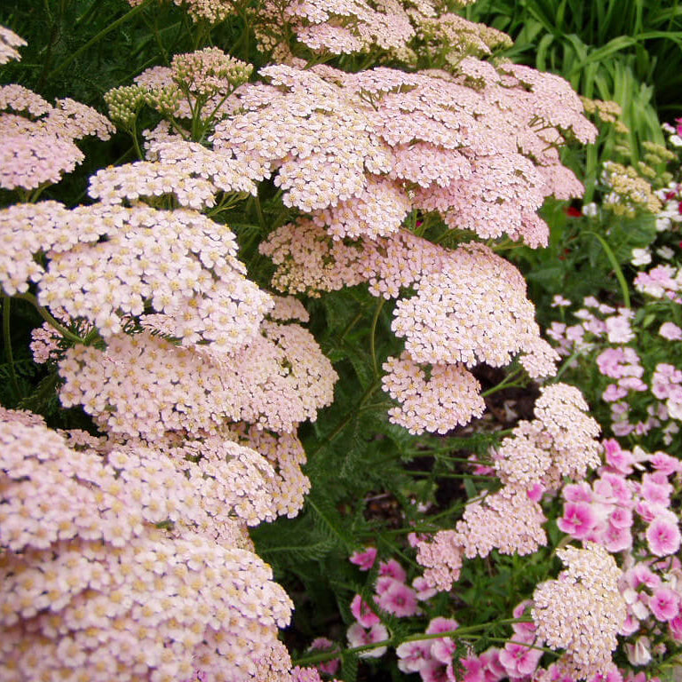 Baby Pink Yarrow plant
