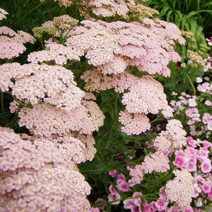 Baby Pink Yarrow plant
