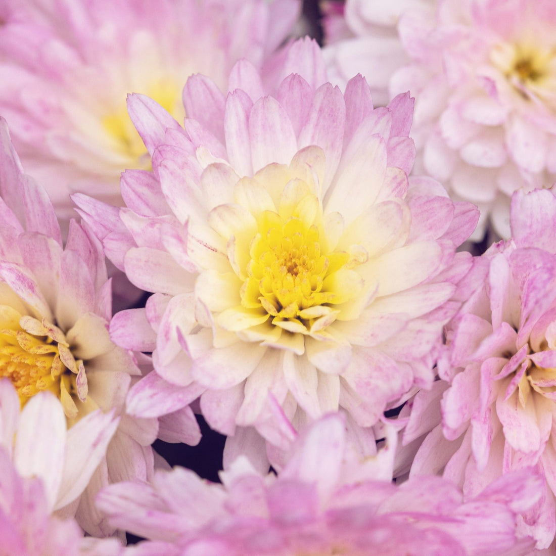 Pink Yellow flower seeds