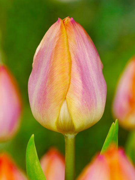 Yellow and pink tulip flowers growing in a sunny garden