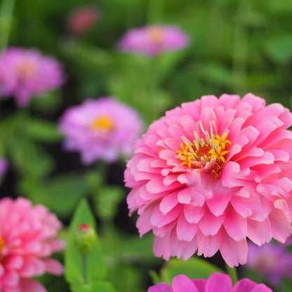 Pink Zinnia flower seeds