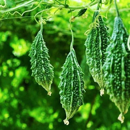 Vegetable Seed Mix