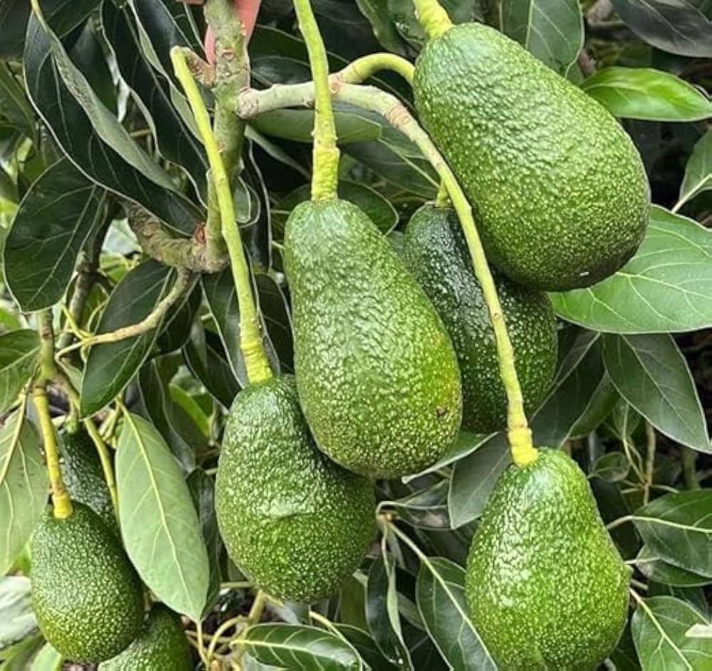 Pinkerton avocado fruit seeds for planting and growing an evergreen avocado tree at home.