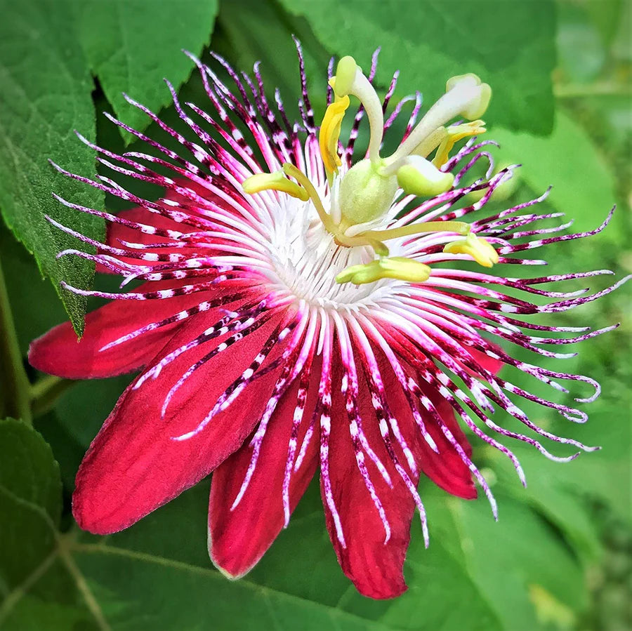 Pink Passion flower seeds