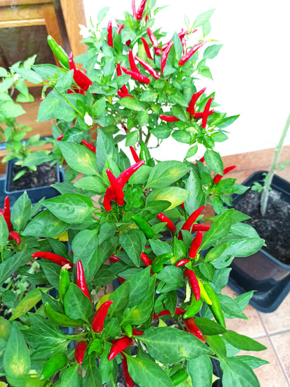 Piri piri pepper plant with slender green and red hot chili peppers growing among green leaves in a home vegetable garden.
