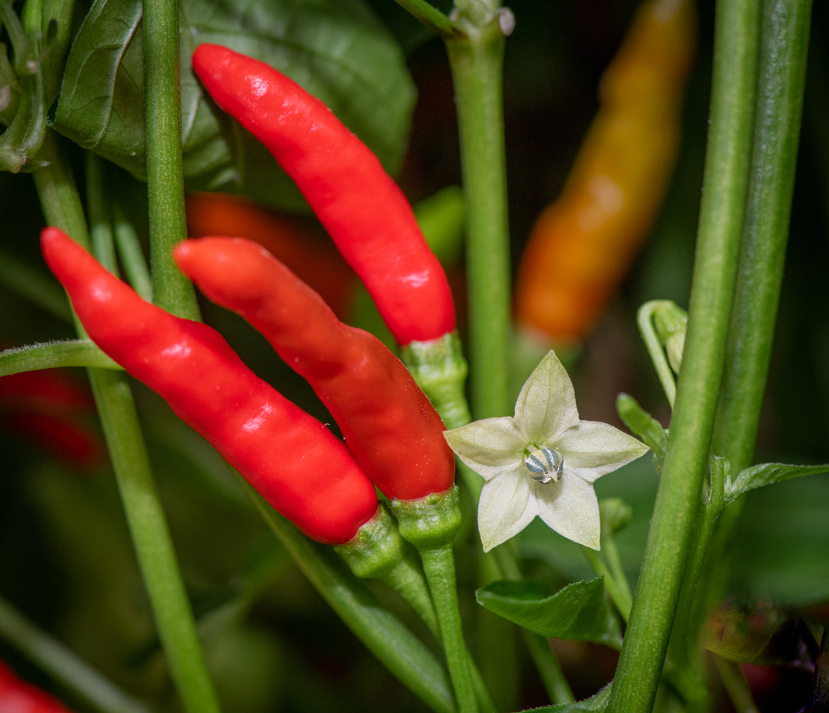 Piri piri pepper plant with slender green and red hot chili peppers growing among green leaves in a home vegetable garden.
