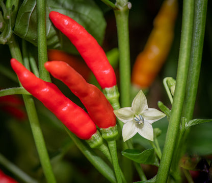 Piri piri pepper plant with slender green and red hot chili peppers growing among green leaves in a home vegetable garden.
