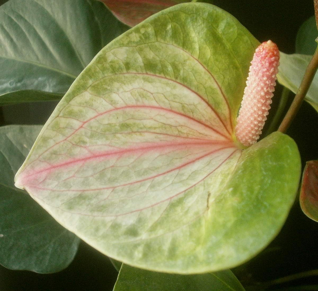 Pista Green flower seeds