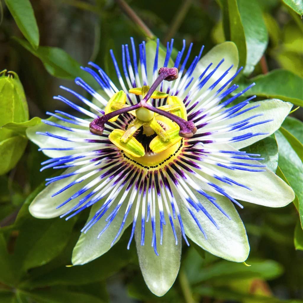 Pista Green flower seeds