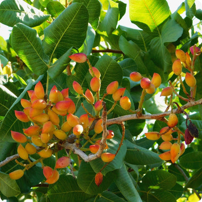 pistachio nut seeds