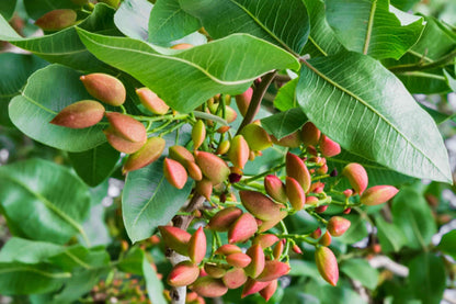 Pistachio Nut Tree Seeds for Planting – Heirloom Non-GMO Garden Seeds