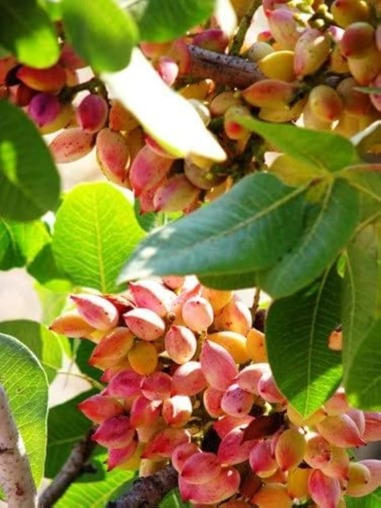 Pistachio Nut Tree Seeds for Planting – Heirloom Non-GMO Garden Seeds