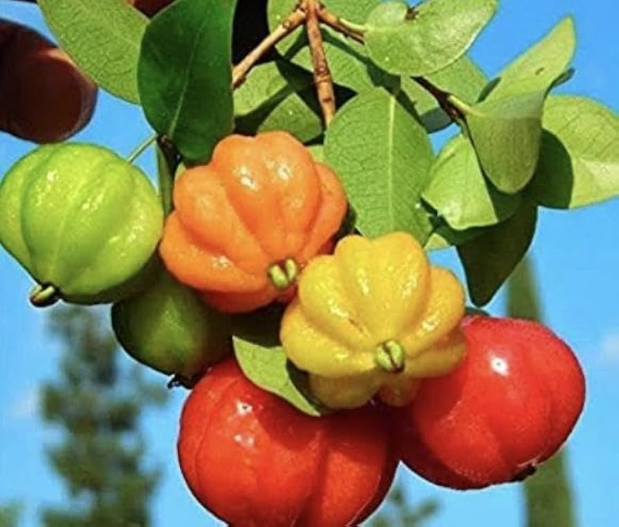 pitanga fruit seeds