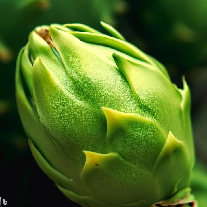 green pitaya seeds