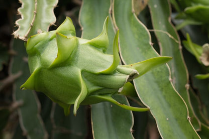 Green Pitaya Fruit Seeds for Planting – Heirloom Non-GMO Garden Seeds
