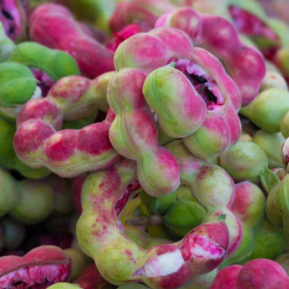 Kodukkapuli Camachile fruit tree with green compound leaves, curled reddish fruit pods, and edible pinkish-white pulp growing in a tropical garden.