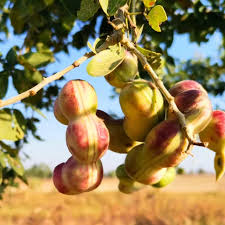 Mixed Pithecellobium Tree Seeds for Planting for Tropical and Subtropical Gardens