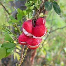 Mixed Pithecellobium Tree Seeds for Planting for Tropical and Subtropical Gardens