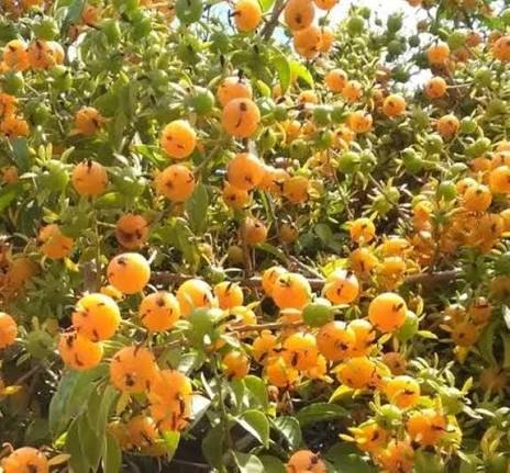 Orange Thorn Fruit Seeds for Planting featuring an evergreen Pittosporum multiflorum shrub with glossy green foliage, thorny branches, and bright orange fruits
