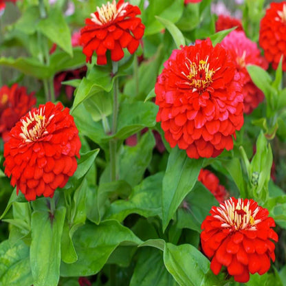 Light Red flower seeds