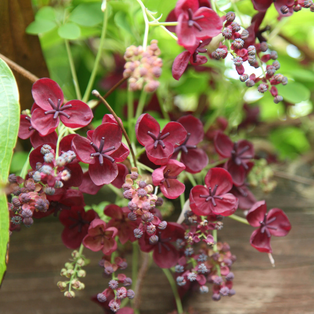 Akebia flower seeds