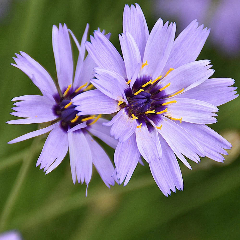 Blue Catananche flower seeds