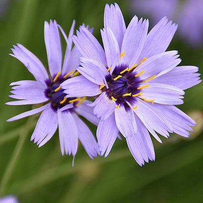 Blue Catananche flower seeds