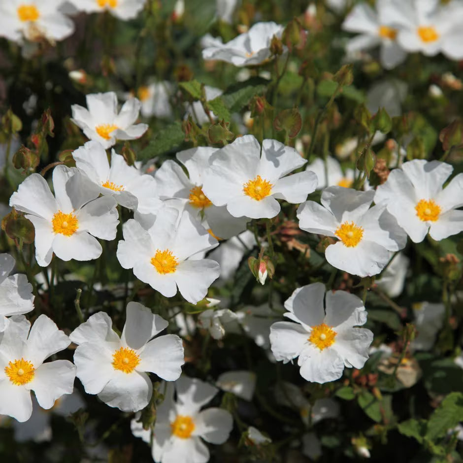 Salviifolius flower seeds