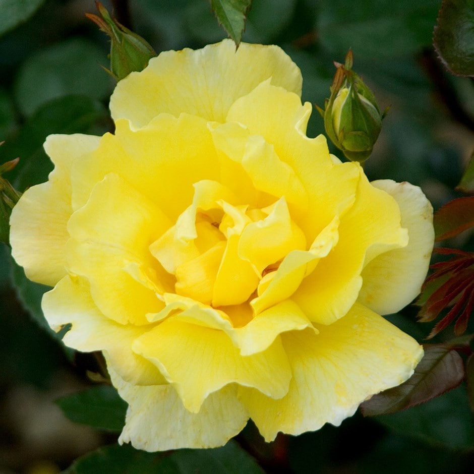 Bright Yellow Rose plant