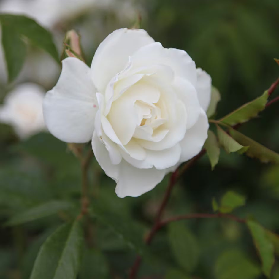 Climbing Iceberg Rose plant