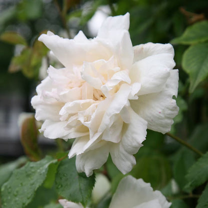 Alfred Carriere Rose plant