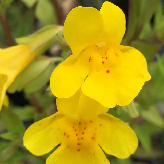 Yellow Mimulus flower seeds