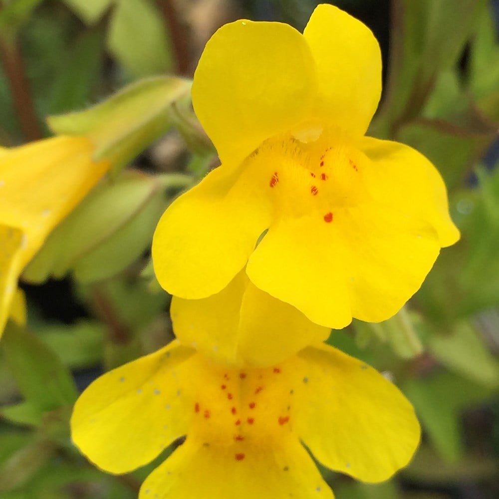 Yellow Mimulus flower seeds