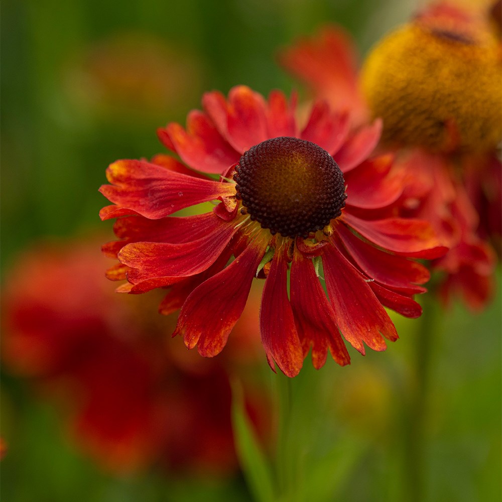 Helenium flower seeds