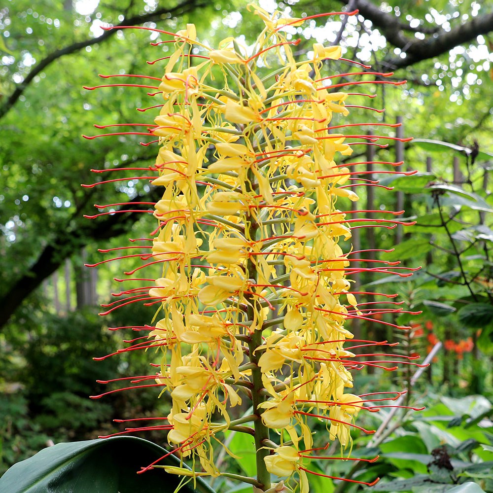 Hedychium Gardnerianum flower seeds