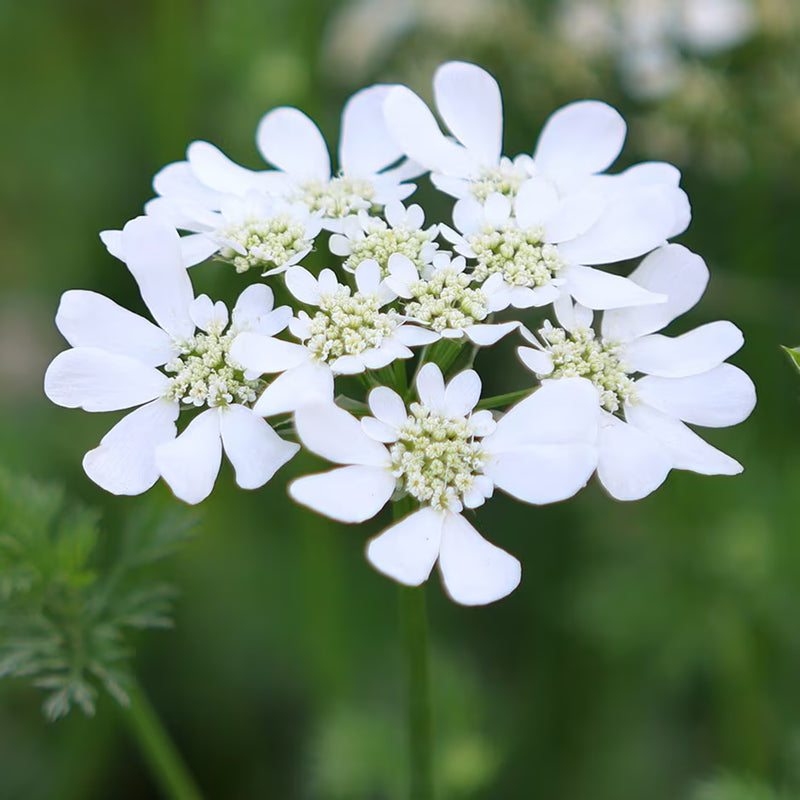 White Orlaya Flower Seeds for Planting – Heirloom Non-GMO Garden Seeds